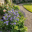 BLOOMIQUE - Lot de 6 - Polemonium Caeruleum 'Bambino Blue' - Échelle de Jacob - H. 10-20 cm - P. 9 cm - vignette