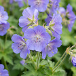 BLOOMIQUE - Lot de 6 - Polemonium Caeruleum 'Bambino Blue' - Échelle de Jacob - H. 10-20 cm - P. 9 cm - vignette