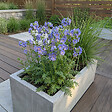 BLOOMIQUE - Lot de 6 - Polemonium Caeruleum 'Bambino Blue' - Échelle de Jacob - H. 10-20 cm - P. 9 cm - vignette