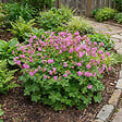 BLOOMIQUE - Lot de 6 - Géranium cantabrigiense ‘Cambridge’ - H. 10-20 cm - P. 9 cm - vignette