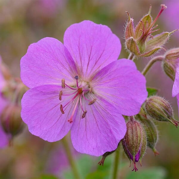 BLOOMIQUE - Lot de 6 - Géranium cantabrigiense ‘Cambridge’ - H. 10-20 cm - P. 9 cm - large