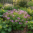 BLOOMIQUE - Lot de 6 - Géranium cantabrigiense ‘Cambridge’ - H. 10-20 cm - P. 9 cm - vignette