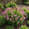 BLOOMIQUE - Lot de 6 - Géranium cantabrigiense ‘Cambridge’ - H. 10-20 cm - P. 9 cm - vignette