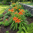 BLOOMIQUE - Lot de 6 - Hemerocallis Sammy Russell - Hémérocalle - Floraison abondante - H. 10-20 cm - P. 9 cm - vignette