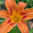 BLOOMIQUE - Lot de 6 - Hemerocallis Sammy Russell - Hémérocalle - Floraison abondante - H. 10-20 cm - P. 9 cm - vignette