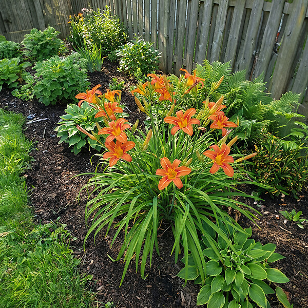 BLOOMIQUE - Lot de 6 - Hemerocallis Sammy Russell - Hémérocalle - Floraison abondante - H. 10-20 cm - P. 9 cm - large