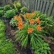 BLOOMIQUE - Lot de 6 - Hemerocallis Sammy Russell - Hémérocalle - Floraison abondante - H. 10-20 cm - P. 9 cm - vignette