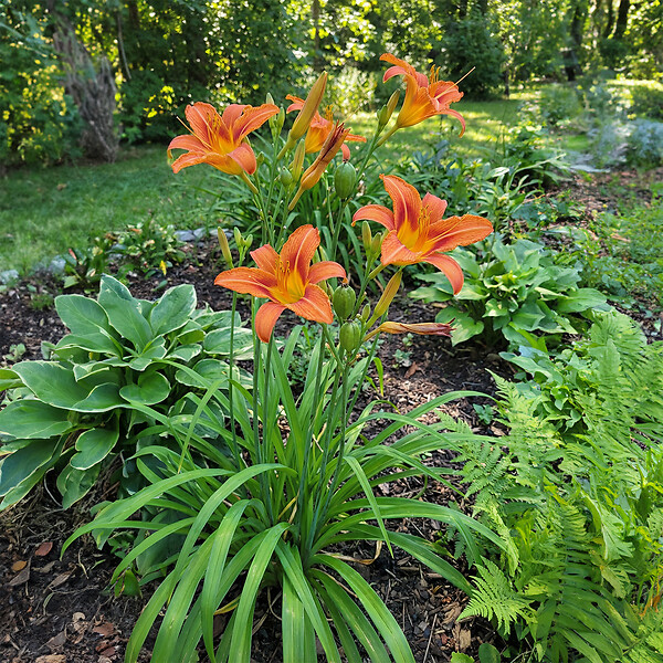 BLOOMIQUE - Lot de 6 - Hemerocallis Sammy Russell - Hémérocalle - Floraison abondante - H. 10-20 cm - P. 9 cm - large
