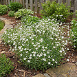 BLOOMIQUE - Lot de 6 - Gypsophila Repens Alba - Gypsophile rampante - H. 10-20 cm - P. 9 cm - vignette