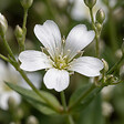 BLOOMIQUE - Lot de 6 - Gypsophila Repens Alba - Gypsophile rampante - H. 10-20 cm - P. 9 cm - vignette