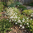 BLOOMIQUE - Lot de 6 - Gypsophila Repens Alba - Gypsophile rampante - H. 10-20 cm - P. 9 cm - vignette