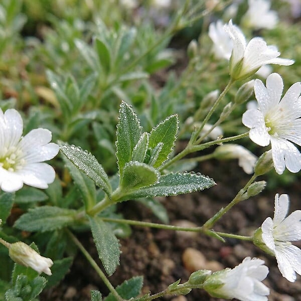 BLOOMIQUE - Lot de 6 - Gypsophila Repens Alba - Gypsophile rampante - H. 10-20 cm - P. 9 cm - large