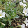 BLOOMIQUE - Lot de 6 - Gypsophila Repens Alba - Gypsophile rampante - H. 10-20 cm - P. 9 cm - vignette