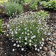 BLOOMIQUE - Lot de 6 - Gypsophila Repens Alba - Gypsophile rampante - H. 10-20 cm - P. 9 cm - vignette