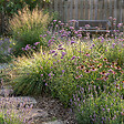 BLOOMIQUE - Lot de 6 - Verbena bonariensis - Verveine de Buenos Aires - Rustique - H. 10-20 cm - P. 9 cm - vignette