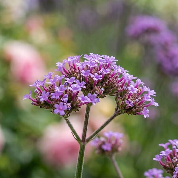 BLOOMIQUE - Lot de 6 - Verbena bonariensis - Verveine de Buenos Aires - Rustique - H. 10-20 cm - P. 9 cm - large
