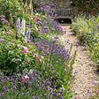 BLOOMIQUE - Lot de 6 - Verbena bonariensis - Verveine de Buenos Aires - Rustique - H. 10-20 cm - P. 9 cm - vignette