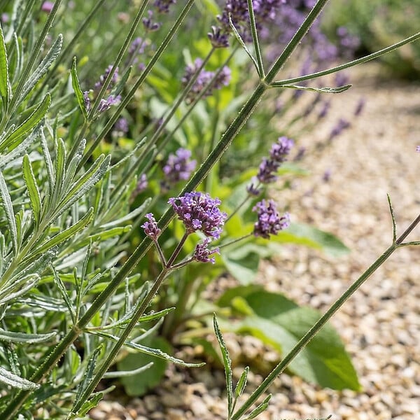 BLOOMIQUE - Lot de 6 - Verbena bonariensis - Verveine de Buenos Aires - Rustique - H. 10-20 cm - P. 9 cm - large