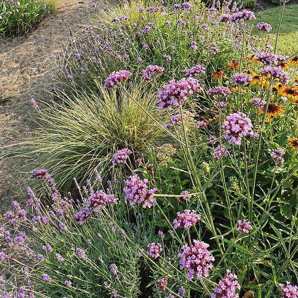BLOOMIQUE - Lot de 6 - Verbena bonariensis - Verveine de Buenos Aires - Rustique - H. 10-20 cm - P. 9 cm - large