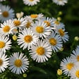 BLOOMIQUE - Lot de 6 - Aster Apollo - Aster de la Saint-Michel - Plantes jardin - H. 10-20 cm - P. 9 cm - vignette