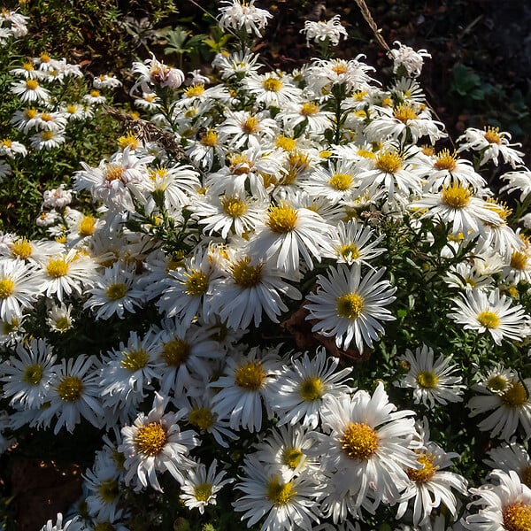 BLOOMIQUE - Lot de 6 - Aster Apollo - Aster de la Saint-Michel - Plantes jardin - H. 10-20 cm - P. 9 cm - large