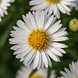 BLOOMIQUE - Lot de 6 - Aster Apollo - Aster de la Saint-Michel - Plantes jardin - H. 10-20 cm - P. 9 cm - vignette