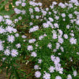 BLOOMIQUE - Lot de 6 - Aster Apollo - Aster de la Saint-Michel - Plantes jardin - H. 10-20 cm - P. 9 cm - vignette