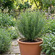 BLOOMIQUE - Lot de 6 - Rosmarinus officinalis - Romarin - Rustique - Persistant - Plante balcon - P. 9 cm - vignette
