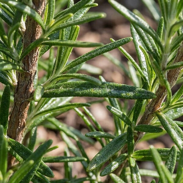 BLOOMIQUE - Lot de 6 - Rosmarinus officinalis - Romarin - Rustique - Persistant - Plante balcon - P. 9 cm - large