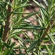 BLOOMIQUE - Lot de 6 - Rosmarinus officinalis - Romarin - Rustique - Persistant - Plante balcon - P. 9 cm - vignette