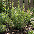 BLOOMIQUE - Lot de 6 - Rosmarinus officinalis - Romarin - Rustique - Persistant - Plante balcon - P. 9 cm - vignette