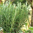 BLOOMIQUE - Lot de 6 - Rosmarinus officinalis - Romarin - Rustique - Persistant - Plante balcon - P. 9 cm - vignette