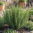 BLOOMIQUE - Lot de 6 - Rosmarinus officinalis - Romarin - Rustique - Persistant - Plante balcon - P. 9 cm - vignette