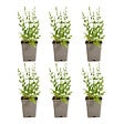 BLOOMIQUE - Lot de 6 - Sauge Sensation Blanche - Floraison blanche - Rustique - Vivace - P. 9 cm - vignette