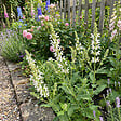 BLOOMIQUE - Lot de 6 - Sauge Sensation Blanche - Floraison blanche - Rustique - Vivace - P. 9 cm - vignette
