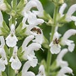 BLOOMIQUE - Lot de 6 - Sauge Sensation Blanche - Floraison blanche - Rustique - Vivace - P. 9 cm - vignette