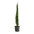 BLOOMIQUE - Cupressus Sempervirens - Cyprès italien - Plantes jardin - Rustiques - Persistant - P. 18 cm - vignette