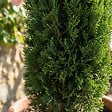 BLOOMIQUE - Cupressus Sempervirens - Cyprès italien - Plantes jardin - Rustiques - Persistant - P. 18 cm - vignette