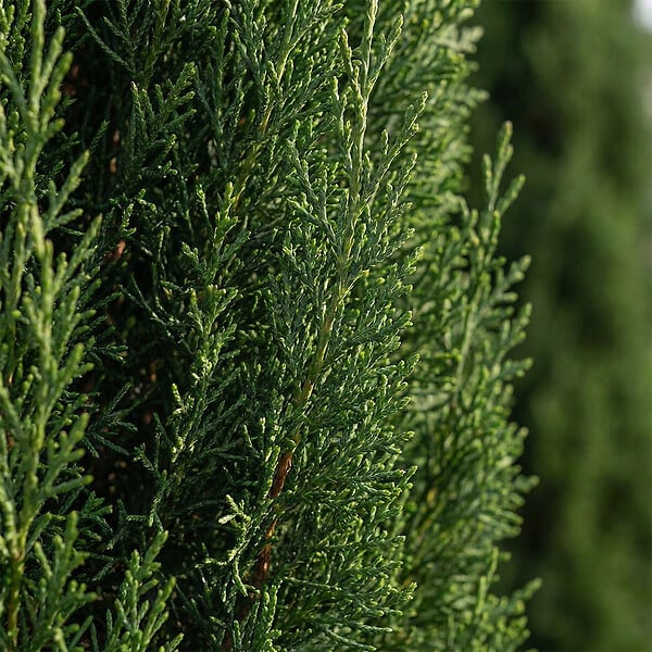 BLOOMIQUE - Cupressus Sempervirens - Cyprès italien - Plantes jardin - Rustiques - Persistant - P. 18 cm - large