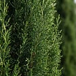 BLOOMIQUE - Cupressus Sempervirens - Cyprès italien - Plantes jardin - Rustiques - Persistant - P. 18 cm - vignette