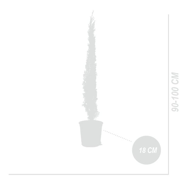 BLOOMIQUE - Cupressus Sempervirens - Cyprès italien - Plantes jardin - Rustiques - Persistant - P. 18 cm - large
