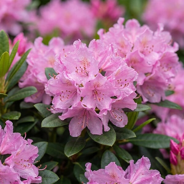 BLOOMIQUE - Lot de 2 - Rhododendron Bloombux Magenta - Rhododendron nain - Plantes jardin - Rustique - P. 17 cm - large