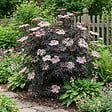 BLOOMIQUE - Lot de 2 - Sambucus Nigra Black Lace - Sureau noir - Plantes jardin - H. 30-40 cm - P. 19 cm - vignette