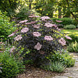 BLOOMIQUE - Lot de 2 - Sambucus Nigra Black Lace - Sureau noir - Plantes jardin - H. 30-40 cm - P. 19 cm - vignette