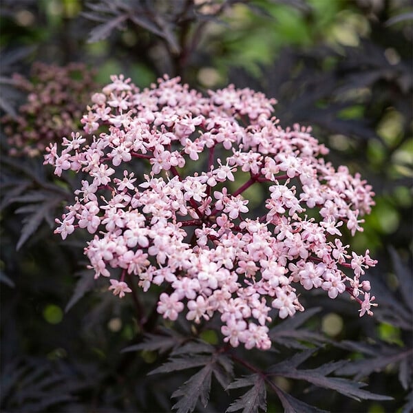 BLOOMIQUE - Lot de 2 - Sambucus Nigra Black Lace - Sureau noir - Plantes jardin - H. 30-40 cm - P. 19 cm - large