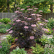 BLOOMIQUE - Lot de 2 - Sambucus Nigra Black Lace - Sureau noir - Plantes jardin - H. 30-40 cm - P. 19 cm - vignette
