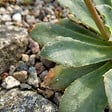 BLOOMIQUE - Lot de 6 - Lewisia Cotyledon Elise - Léwisie - Floraison abondante - H. 10-20 cm - P. 9 cm - vignette