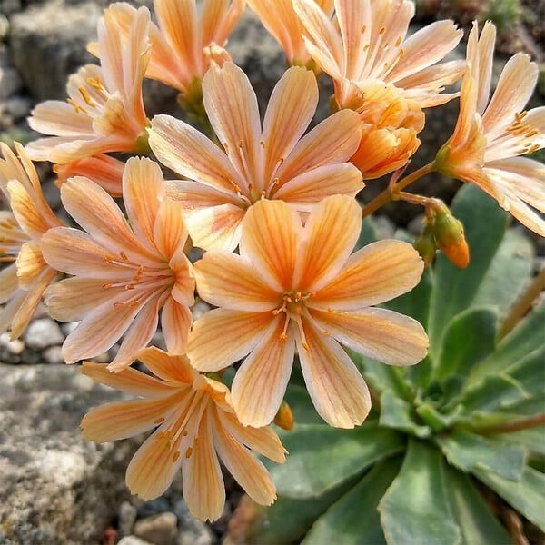 BLOOMIQUE - Lot de 6 - Lewisia Cotyledon Elise - Léwisie - Floraison abondante - H. 10-20 cm - P. 9 cm - large