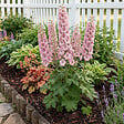 BLOOMIQUE - Lot de 3 - Delphinium Magic Fountains aux nuances roses - Pied-d'alouette - H. 10-20 cm - P. 9 cm - vignette