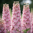 BLOOMIQUE - Lot de 3 - Delphinium Magic Fountains aux nuances roses - Pied-d'alouette - H. 10-20 cm - P. 9 cm - vignette